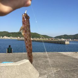 ガシラがぽつぽつ釣れました（サイズは15cmくらい）